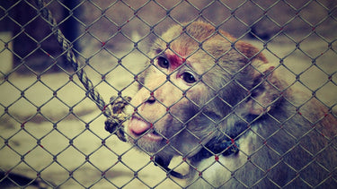 Cruelty Free makeup: Animals and Cosmetics